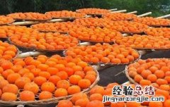 柿叶的功效和副作用 月柿的功效与作用