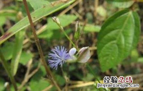 人工种植远志前景如何 远志怎么种好