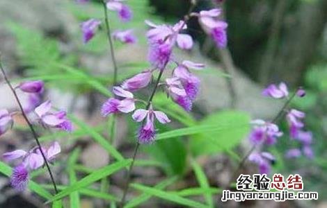 人工种植远志前景如何 远志怎么种好