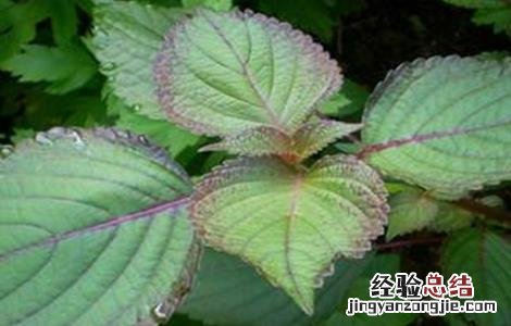 紫苏常见病害及防治 紫苏病害防治技术