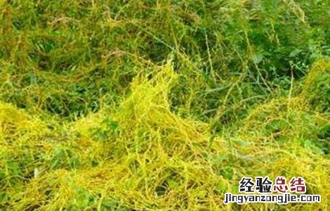 紫苏常见病害及防治 紫苏病害防治技术