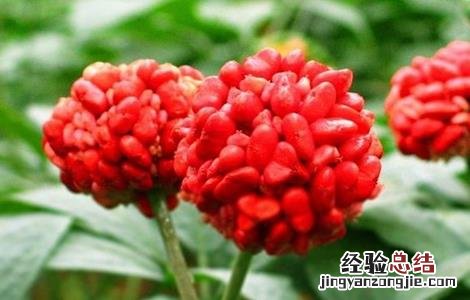 田七的种植方法 田七的种植方法和时间