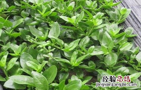 田七的种植方法 田七的种植方法和时间