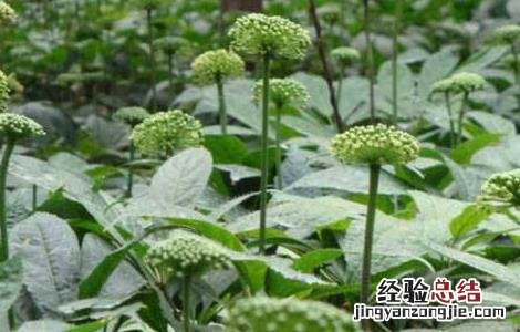 田七的种植方法 田七的种植方法和时间
