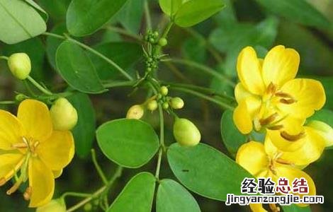 怎么种植决明子 决明子可以种植在家里面吗