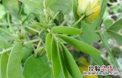 怎么种植决明子 决明子可以种植在家里面吗