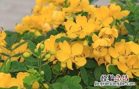 怎么种植决明子 决明子可以种植在家里面吗