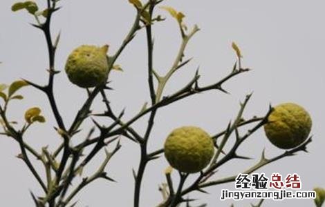 枳实的种植技术 枳实的种植技术视频
