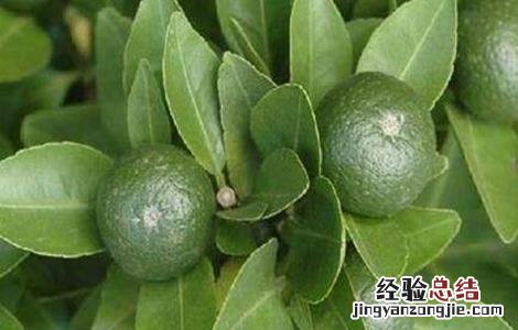枳实的种植技术 枳实的种植技术视频