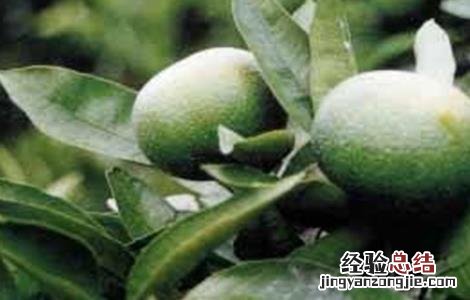 枳实的种植技术 枳实的种植技术视频