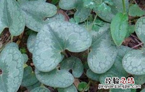 细辛常见病害防治方法有 细辛常见病害防治方法