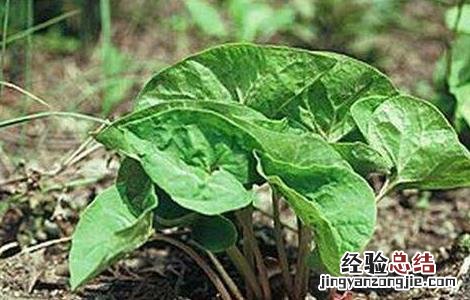 细辛常见病害防治方法有 细辛常见病害防治方法