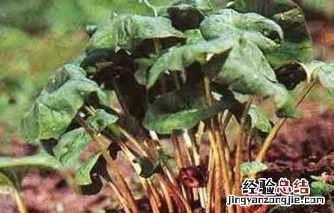 细辛常见病害防治方法有 细辛常见病害防治方法