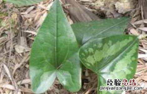 细辛常见病害防治方法有 细辛常见病害防治方法