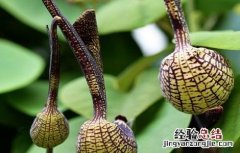 细辛常见病害防治方法有 细辛常见病害防治方法