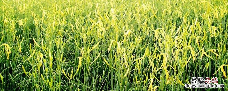 黄花菜种子怎么种植 黄花菜种子怎么种