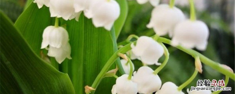 铃兰花种植方法和时间 铃兰花种植方法和时间表