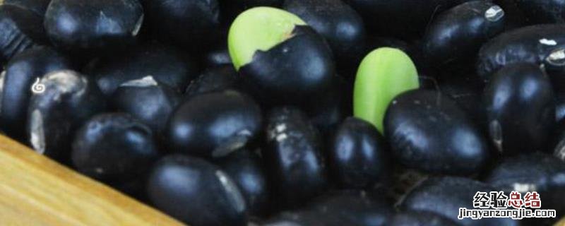 青仁黑豆与黑豆一样吗 青仁豆是不是黑豆