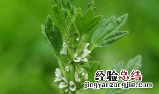 夏至草功效与作用 夏楛草的功效与作用?