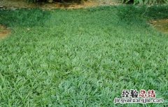 麦冬种植需要注意什么 麦冬种植需要注意什么细节