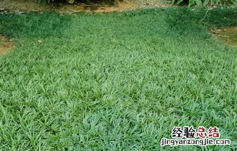 麦冬种植需要注意什么 麦冬种植需要注意什么细节