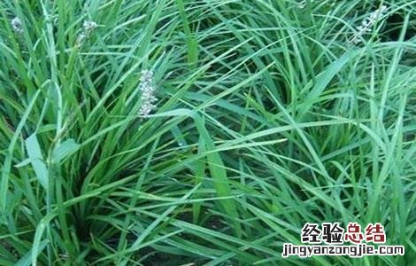 麦冬种植需要注意什么 麦冬种植需要注意什么细节