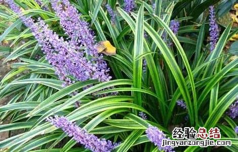 麦冬种植需要注意什么 麦冬种植需要注意什么细节