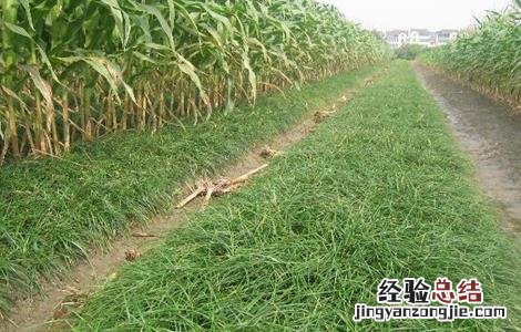 麦冬种植需要注意什么 麦冬种植需要注意什么细节