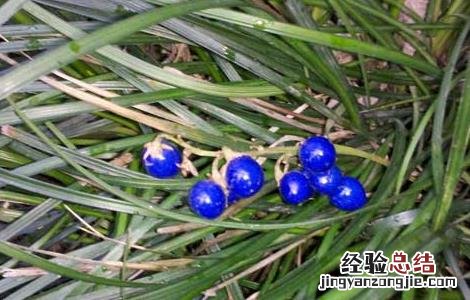 麦冬种植需要注意什么 麦冬种植需要注意什么细节
