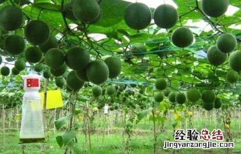 罗汉果常见病虫害防治方法图片 罗汉果常见病虫害防治方法