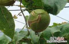 罗汉果常见病虫害防治方法图片 罗汉果常见病虫害防治方法