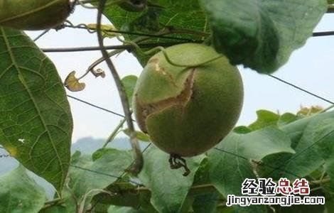 罗汉果常见病虫害防治方法图片 罗汉果常见病虫害防治方法
