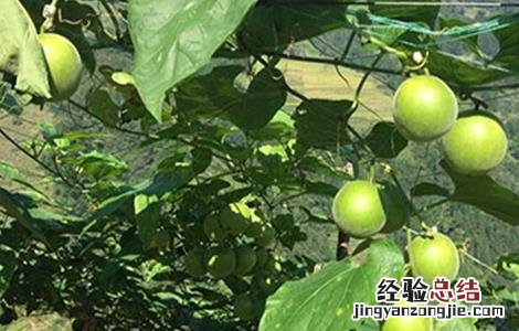 罗汉果常见病虫害防治方法图片 罗汉果常见病虫害防治方法