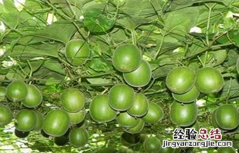 罗汉果常见病虫害防治方法图片 罗汉果常见病虫害防治方法