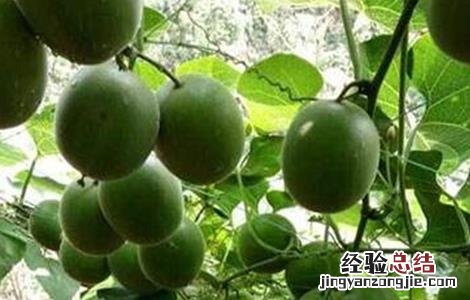 罗汉果常见病虫害防治方法图片 罗汉果常见病虫害防治方法
