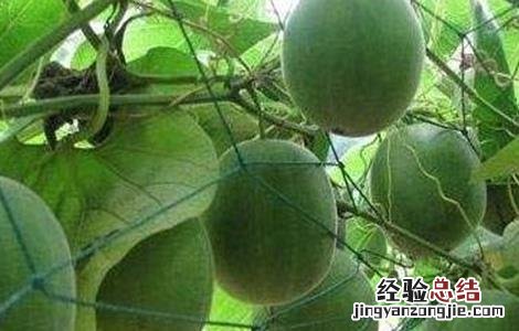 罗汉果常见病虫害防治方法图片 罗汉果常见病虫害防治方法