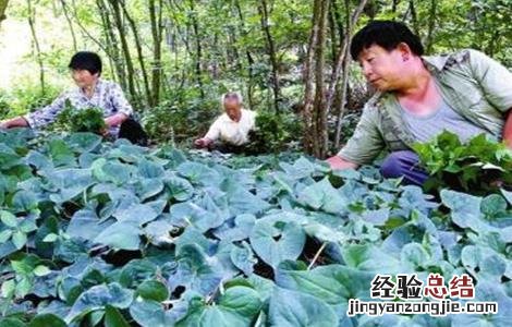 细辛的种植技术 细辛的种植技术和管理