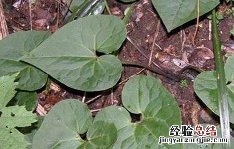 细辛的种植技术 细辛的种植技术和管理