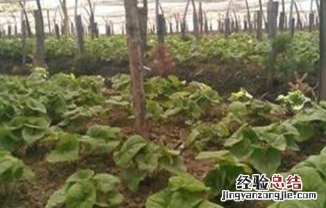 细辛的种植技术 细辛的种植技术和管理