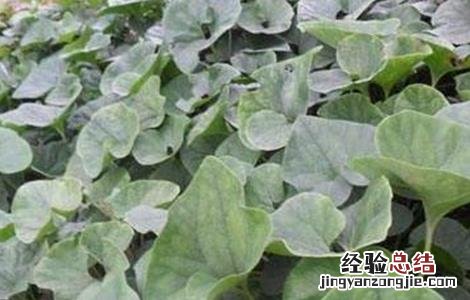 细辛的种植技术 细辛的种植技术和管理