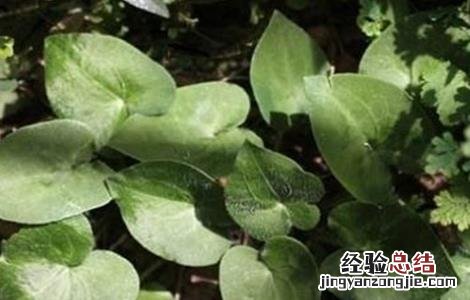 细辛的种植技术 细辛的种植技术和管理
