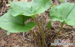 细辛的种植技术 细辛的种植技术和管理