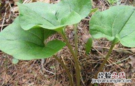 细辛的种植技术 细辛的种植技术和管理