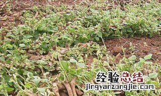 葛根施肥技术 种葛根怎么施肥