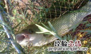 夜钓草鱼钓底还是钓浮野钓 夜钓草鱼钓底还是浮