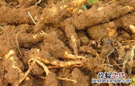 地黄怎样种植的 地黄怎么种好