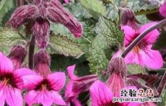 地黄怎样种植的 地黄怎么种好