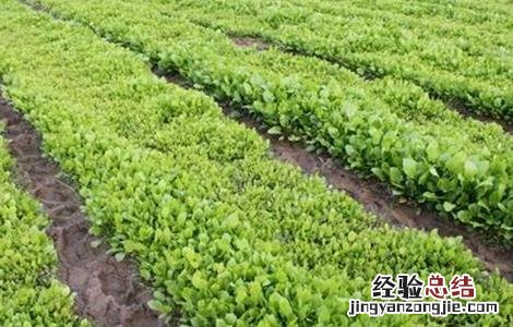 泽泻的种植方法 泽泻的种植条件和技术