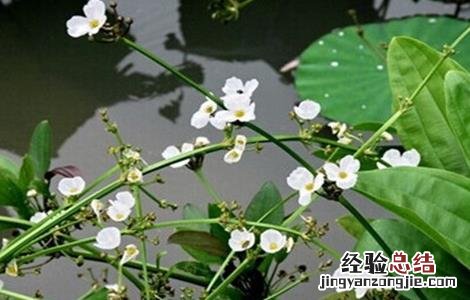 泽泻的种植方法 泽泻的种植条件和技术