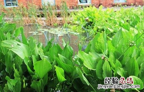 泽泻的种植方法 泽泻的种植条件和技术